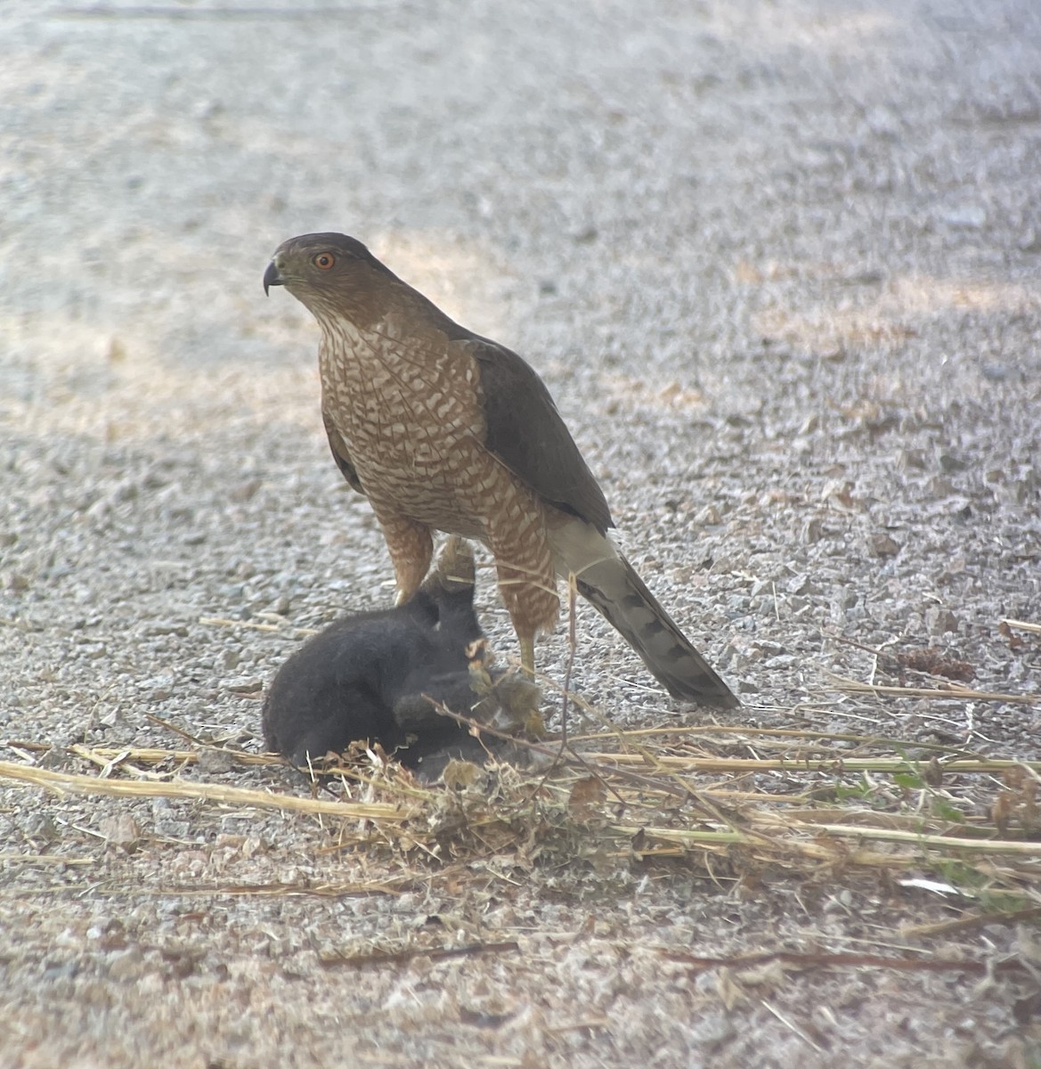 Cooper's Hawk - ML638301256