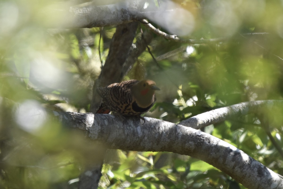 Northern Flicker (Red-shafted) - ML638301258