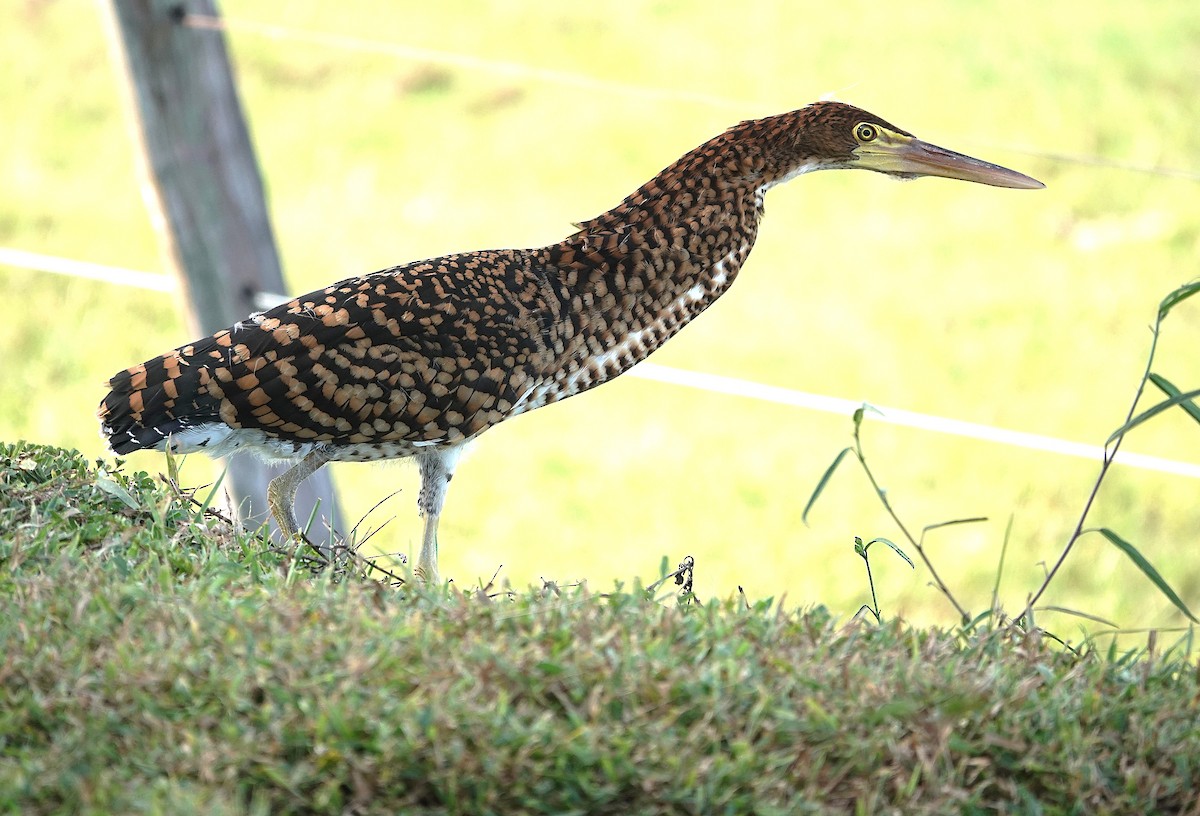 Rufescent Tiger-Heron - ML638301259