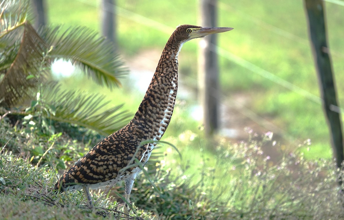 Rufescent Tiger-Heron - ML638301261