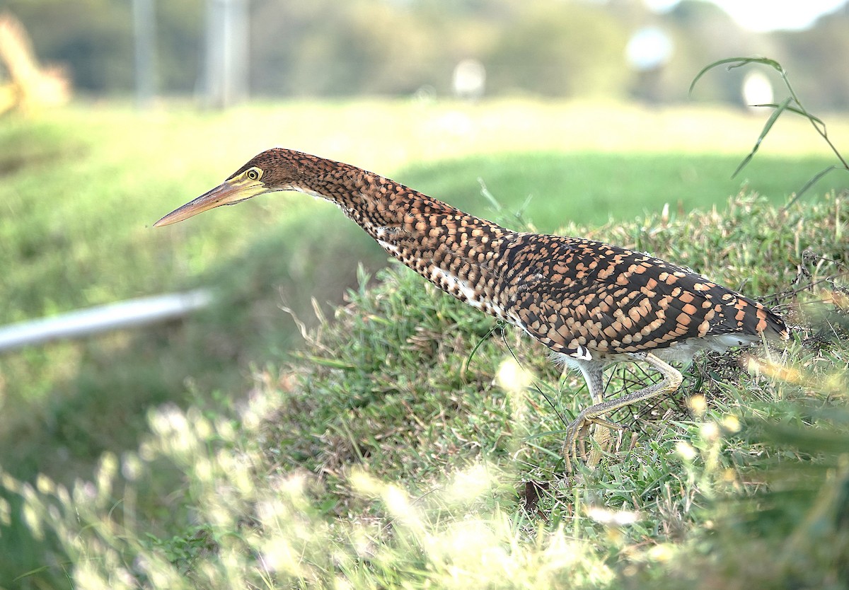Rufescent Tiger-Heron - ML638301262