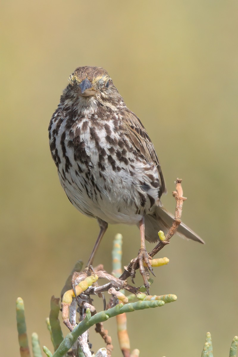 Savannah Sparrow (Belding's) - ML638301263