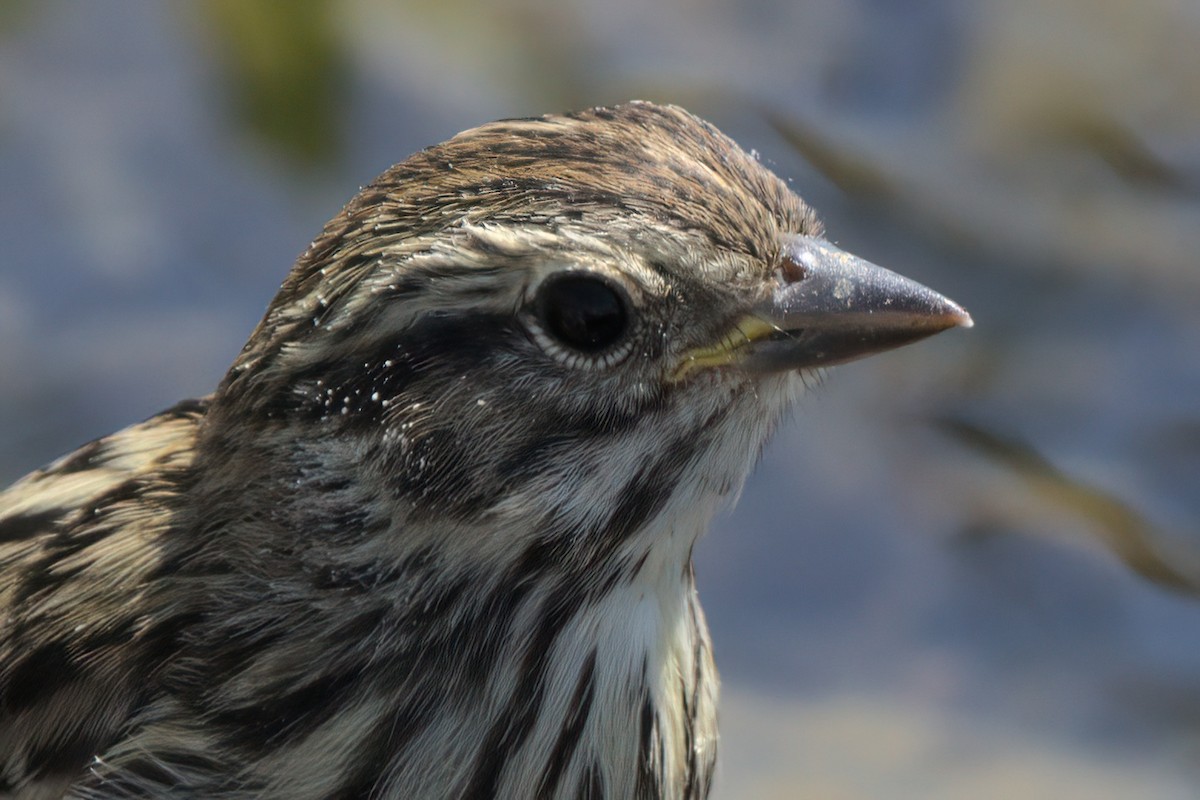Savannah Sparrow (Belding's) - ML638301264