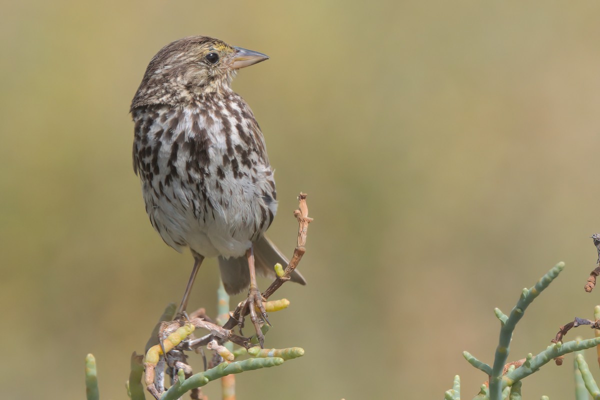 Savannah Sparrow (Belding's) - ML638301265