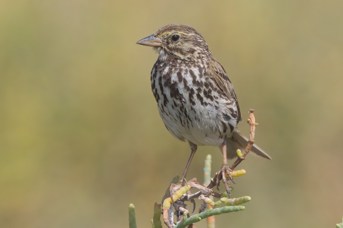 Savannah Sparrow (Belding's) - ML638301266