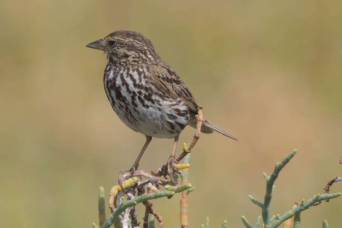 Savannah Sparrow (Belding's) - ML638301267