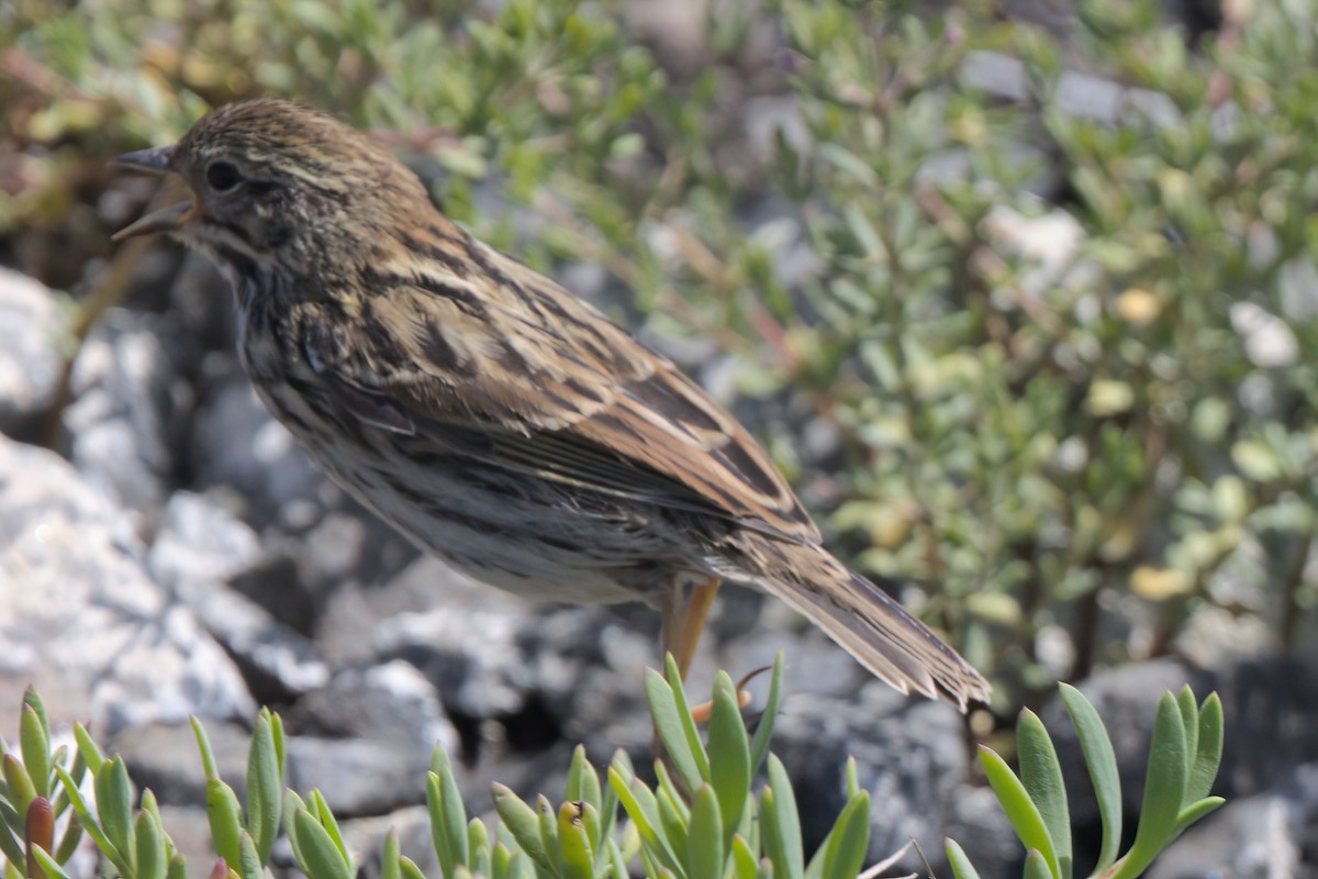 Savannah Sparrow (Belding's) - ML638301268