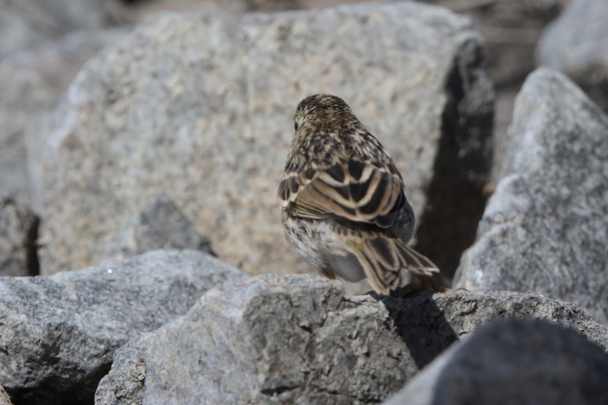 Savannah Sparrow (Belding's) - ML638301269