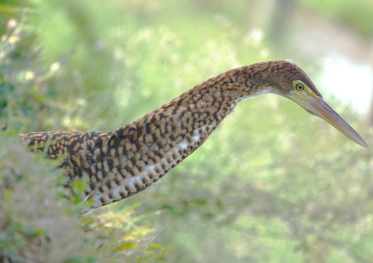 Rufescent Tiger-Heron - ML638301270