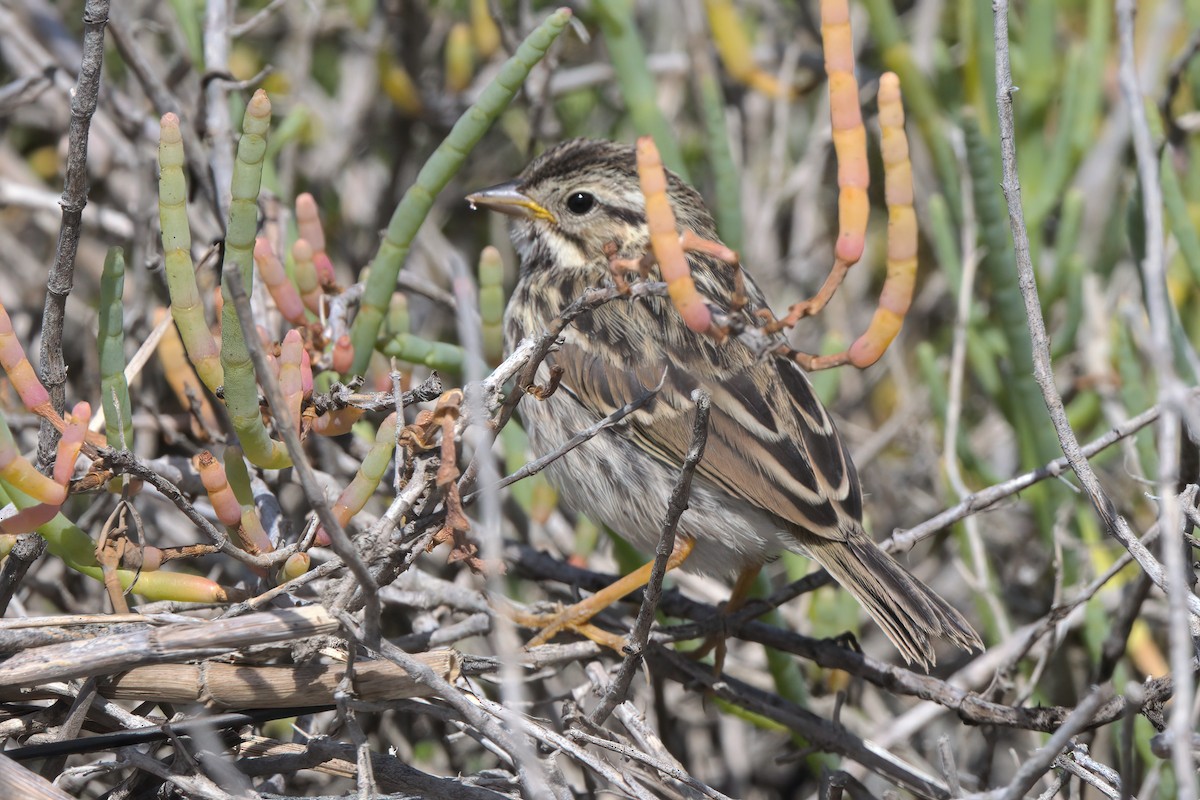 Savannah Sparrow (Belding's) - ML638301271