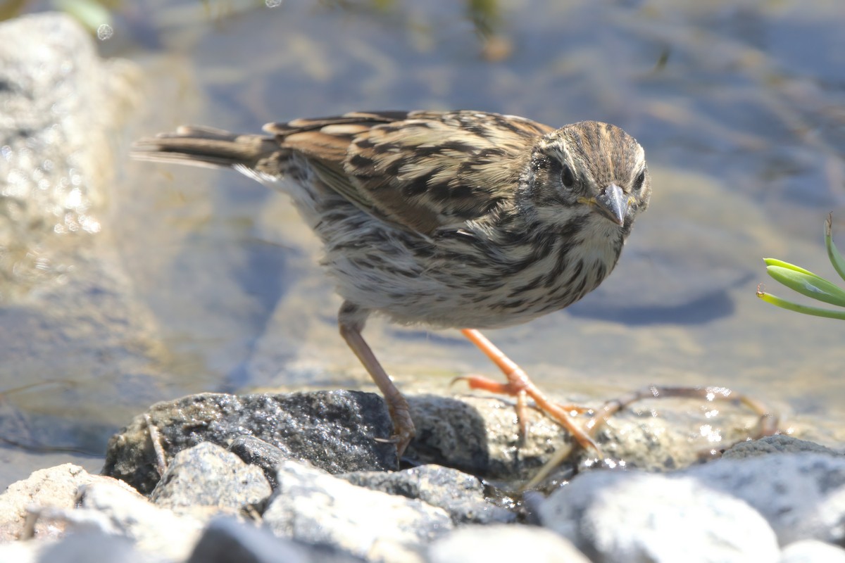 Savannah Sparrow (Belding's) - ML638301272