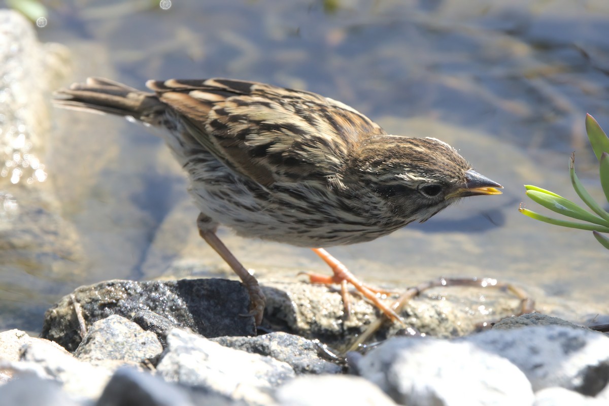Savannah Sparrow (Belding's) - ML638301273