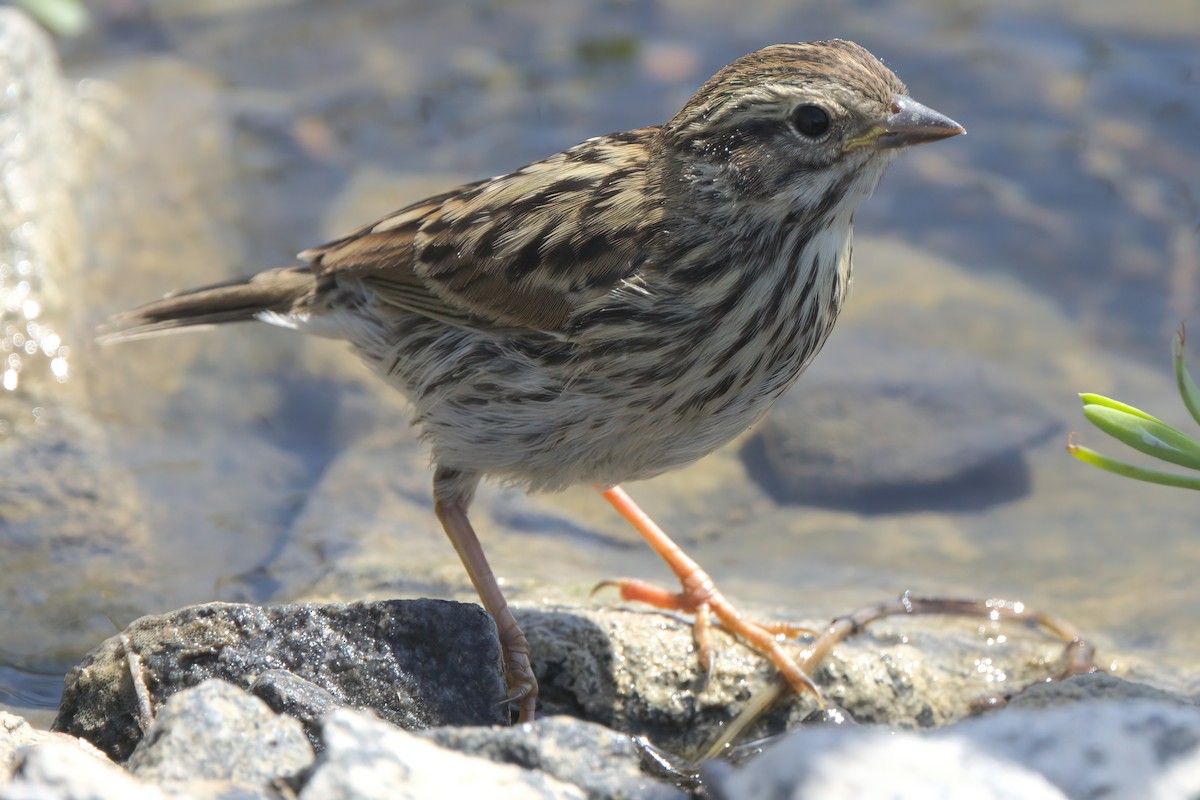 Savannah Sparrow (Belding's) - ML638301274