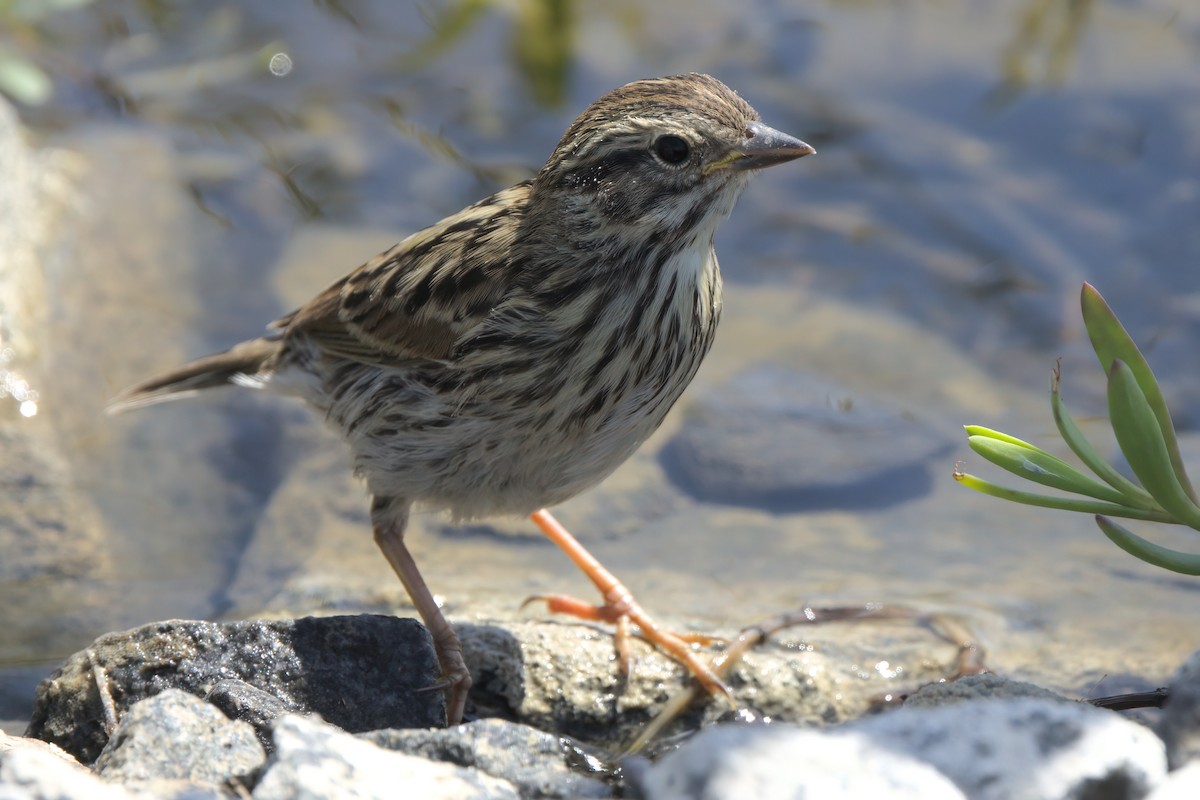 Savannah Sparrow (Belding's) - ML638301275