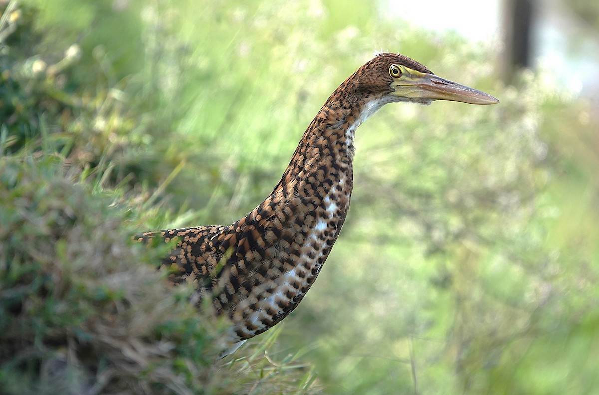 Rufescent Tiger-Heron - ML638301276