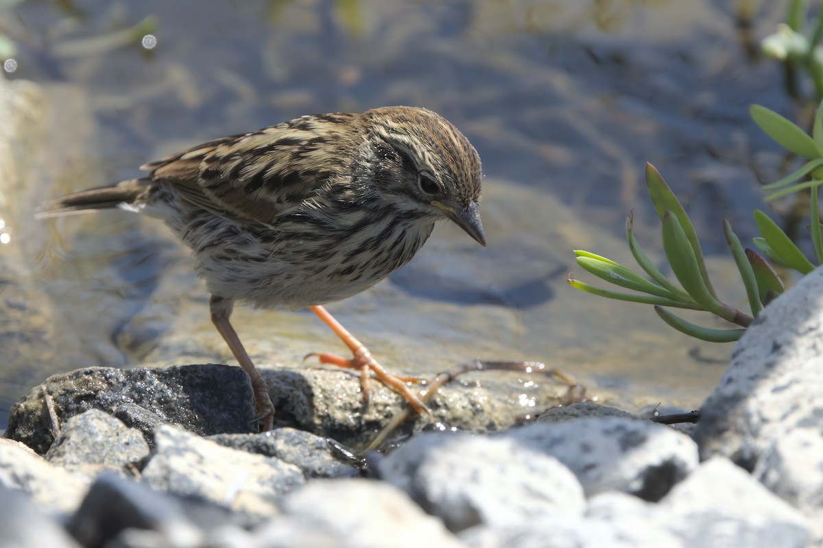 Savannah Sparrow (Belding's) - ML638301277