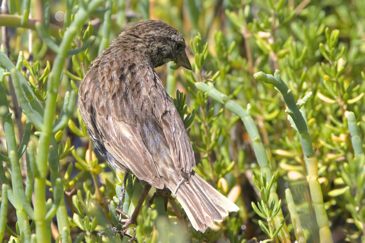 Savannah Sparrow (Belding's) - ML638301278