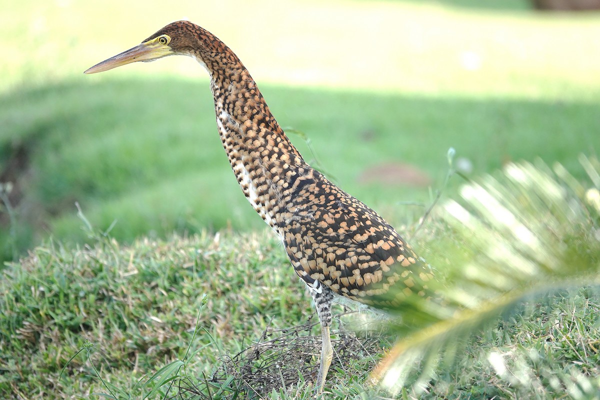 Rufescent Tiger-Heron - ML638301279