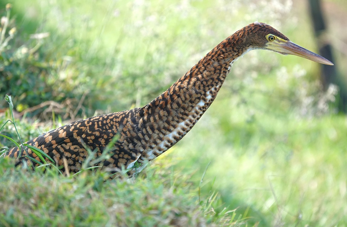 Rufescent Tiger-Heron - ML638301281