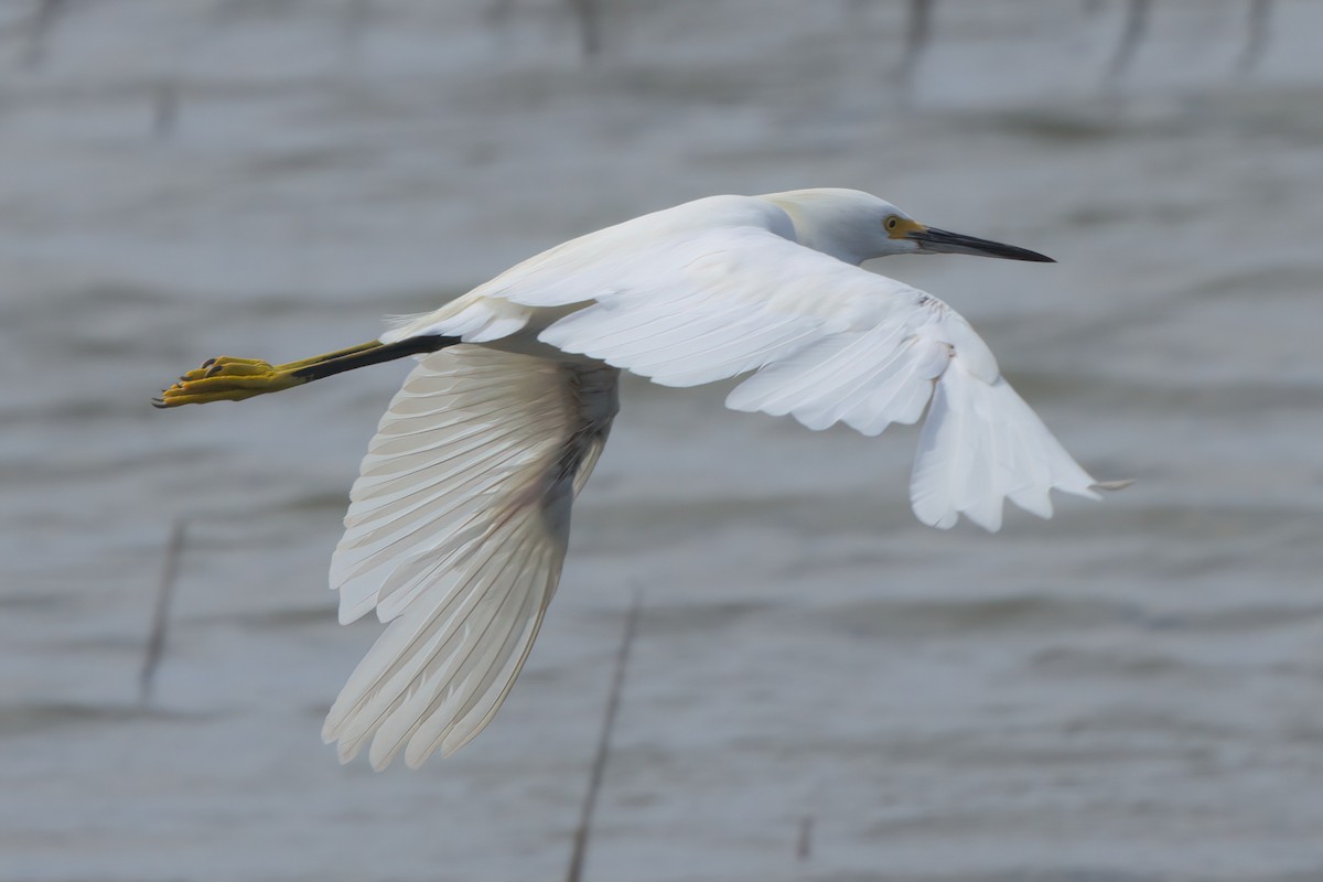 Snowy Egret - ML638301285