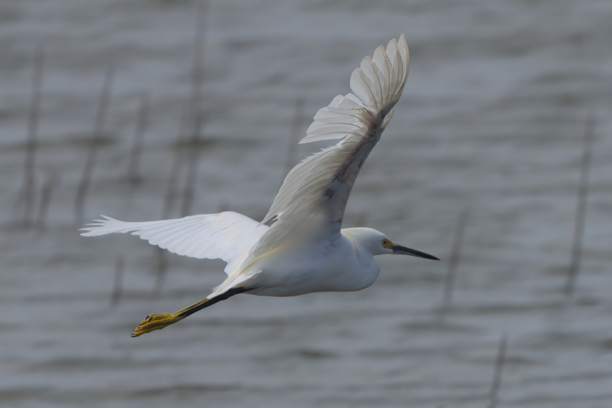 Snowy Egret - ML638301286