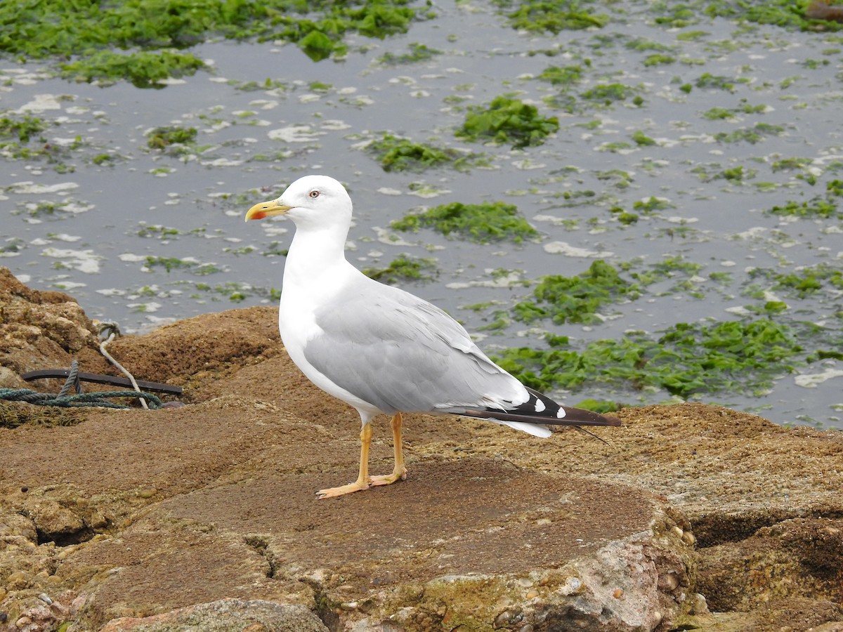 Yellow-legged Gull - ML638301290