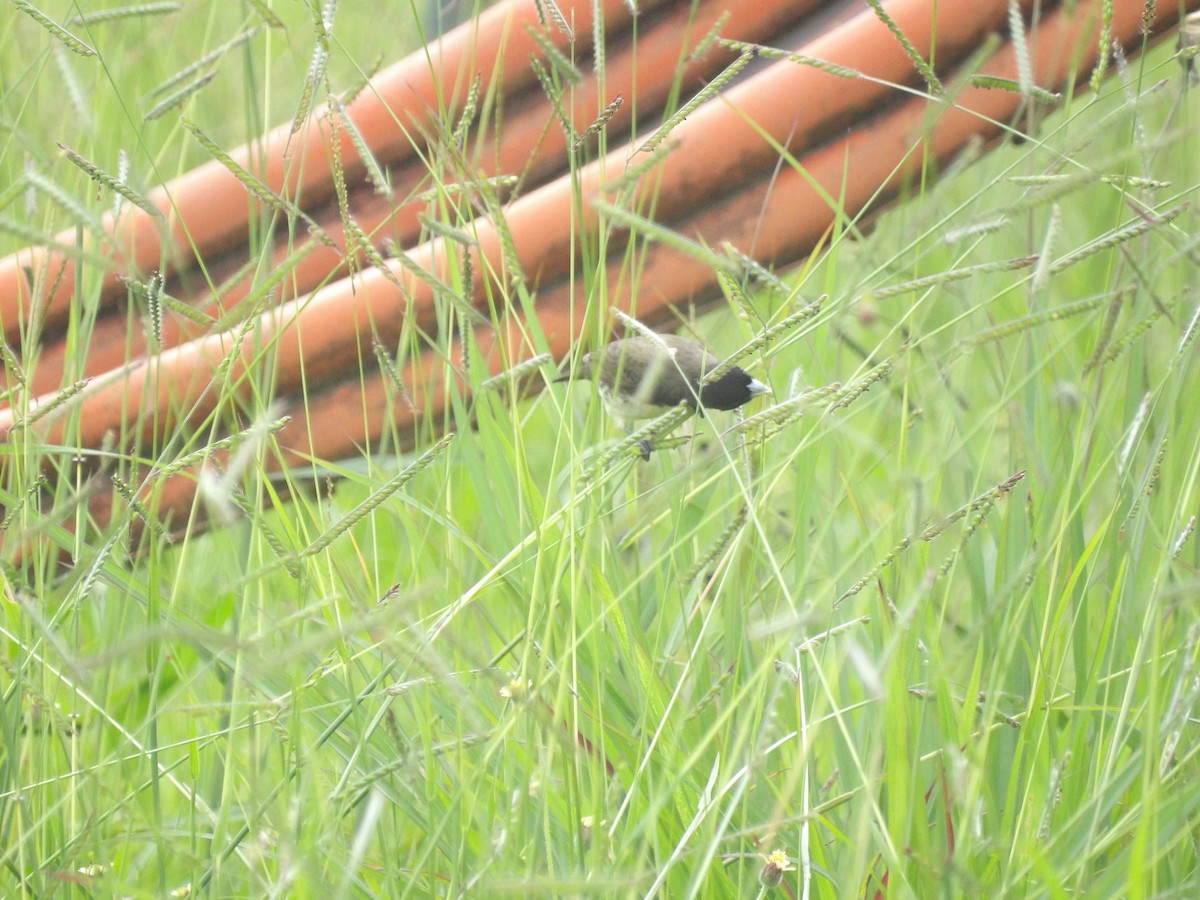 Yellow-bellied Seedeater - ML638301291