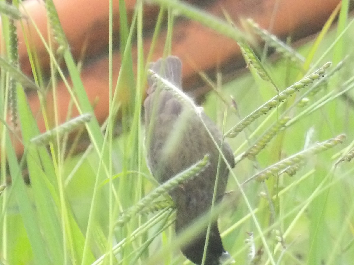 Yellow-bellied Seedeater - ML638301292