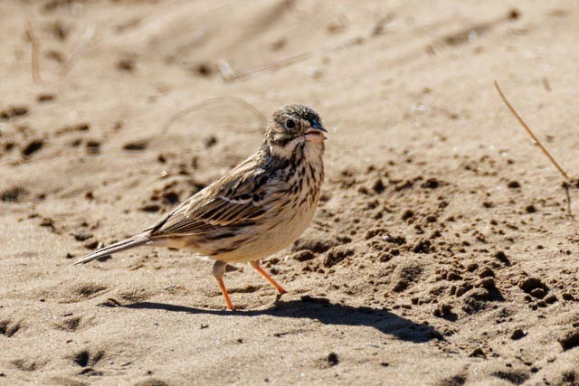 Vesper Sparrow - ML638301293