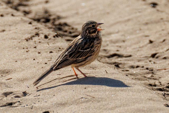 Vesper Sparrow - ML638301294