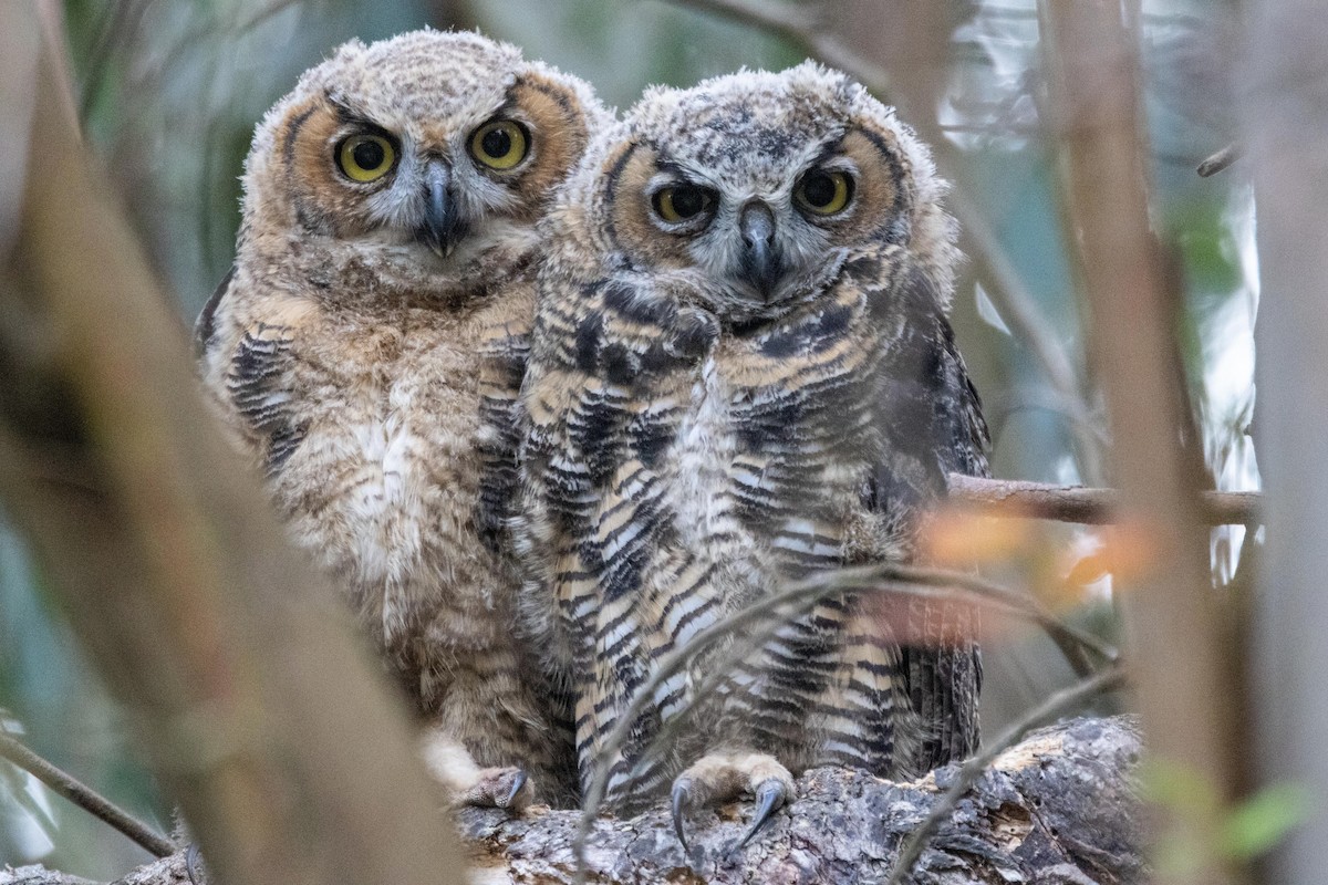 Great Horned Owl - ML638301300