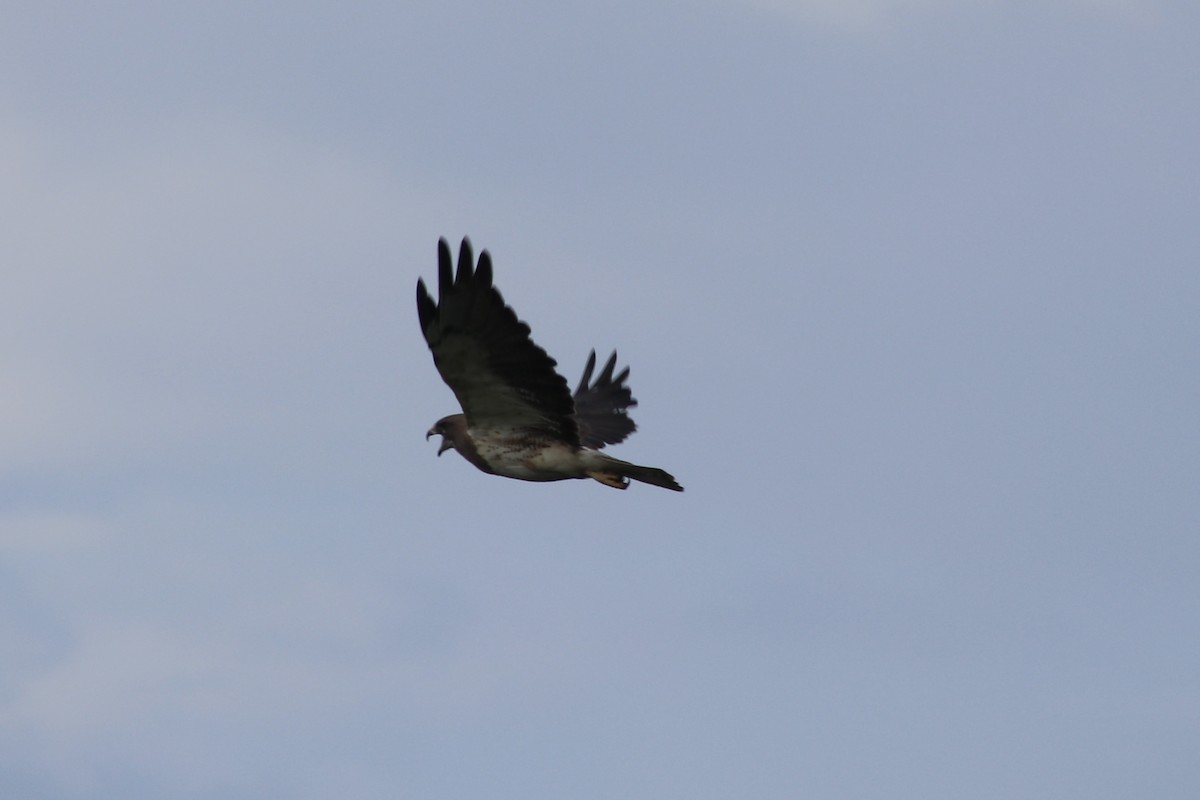 Swainson's Hawk - ML638301301