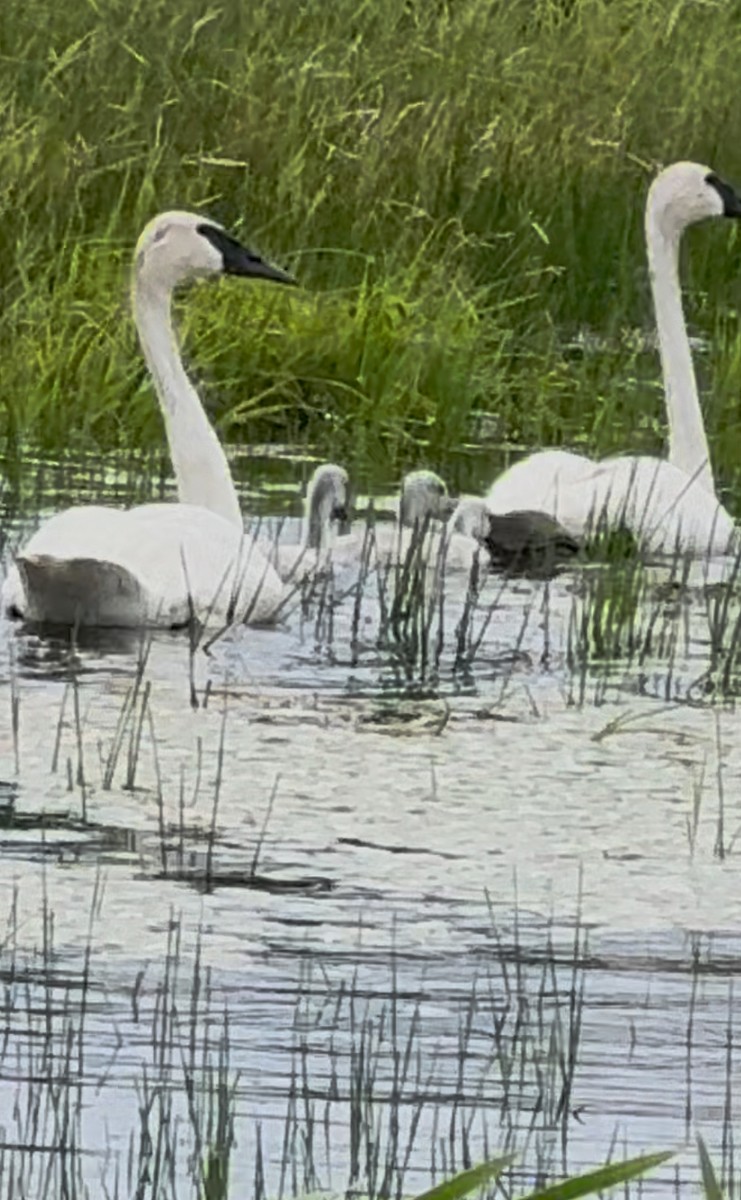 Trumpeter Swan - ML638301302