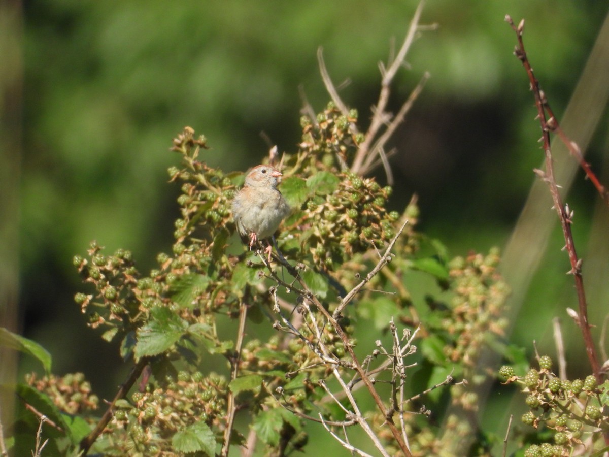 Field Sparrow - ML638301308