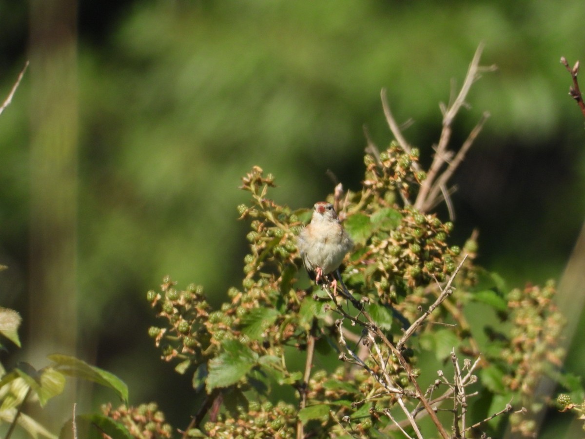 Field Sparrow - ML638301309