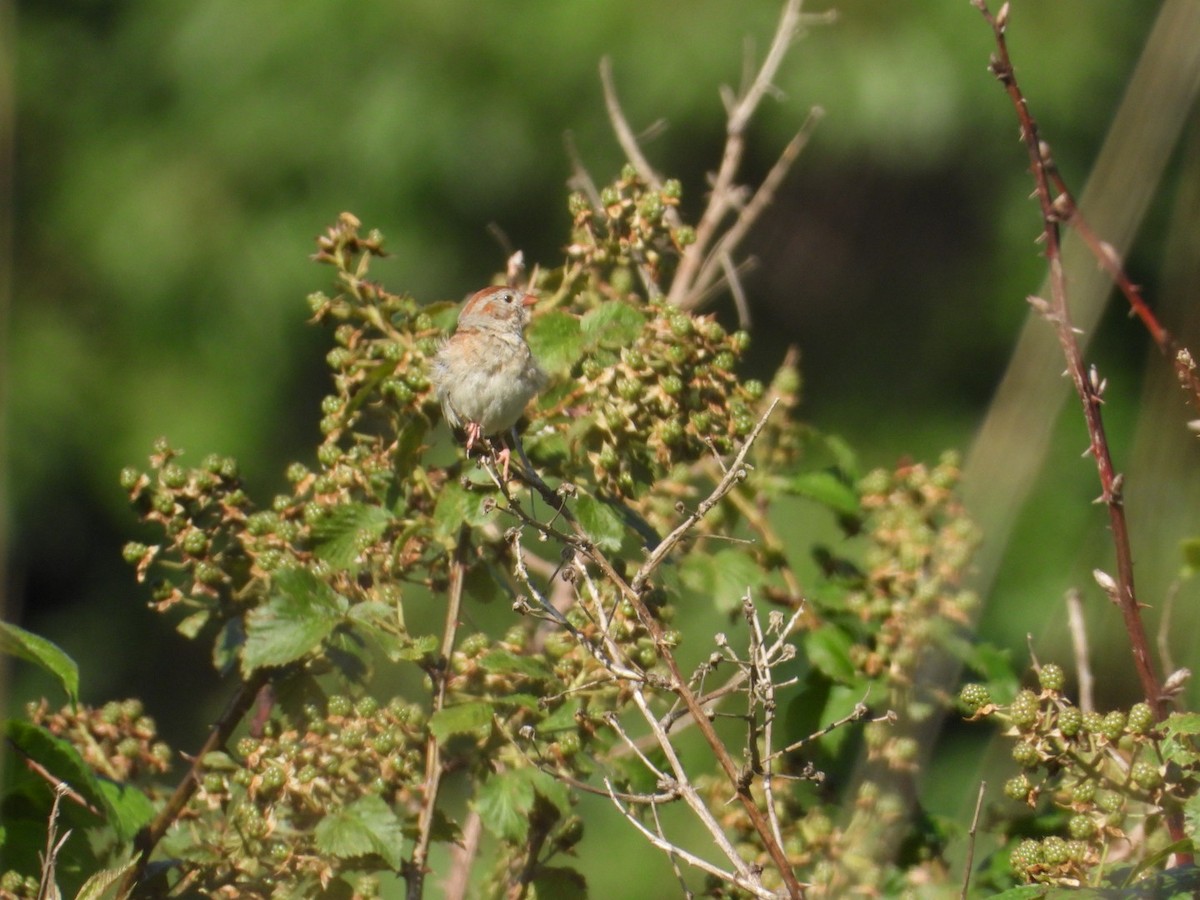 Field Sparrow - ML638301310