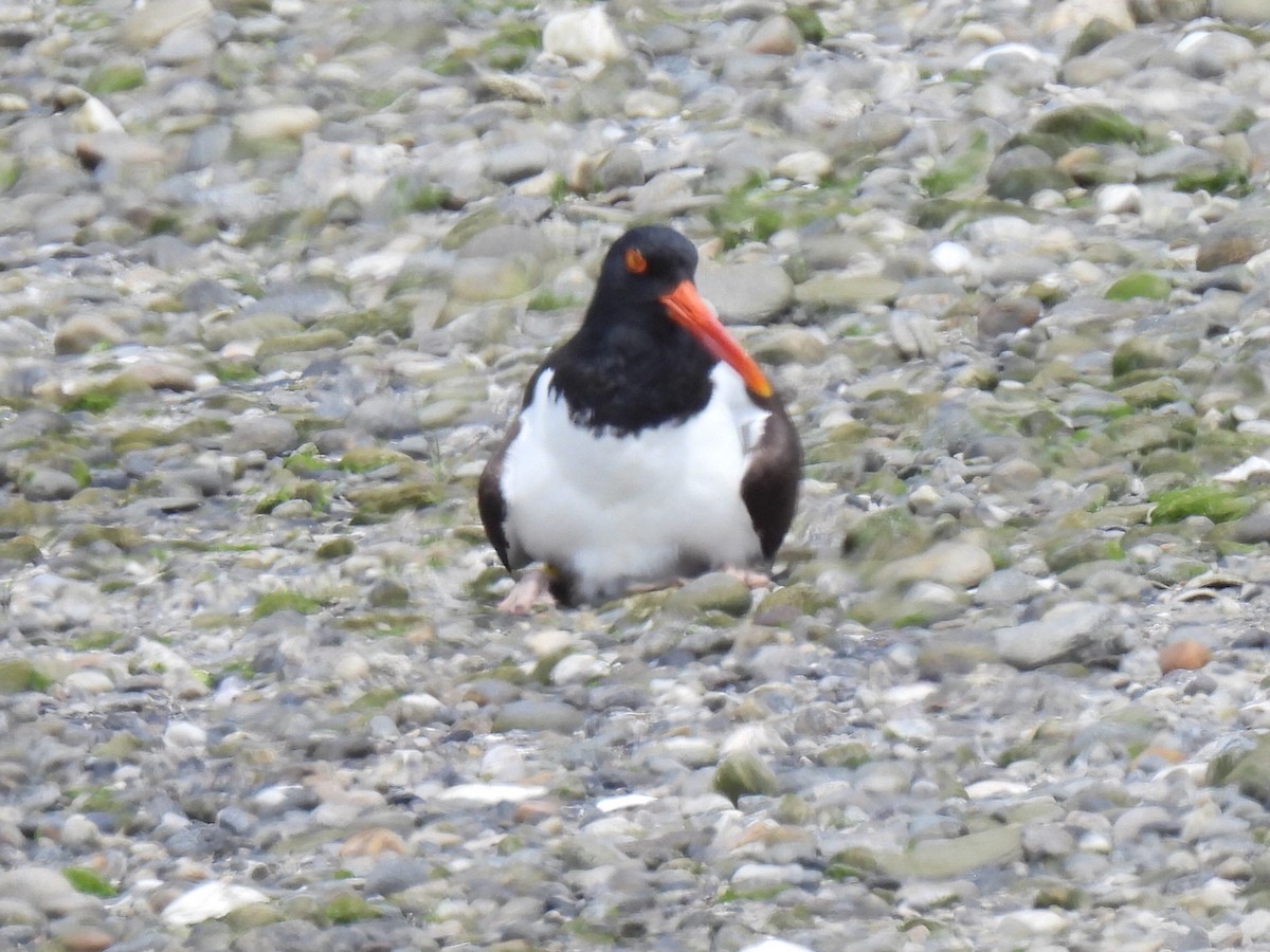 American Oystercatcher - ML638301314