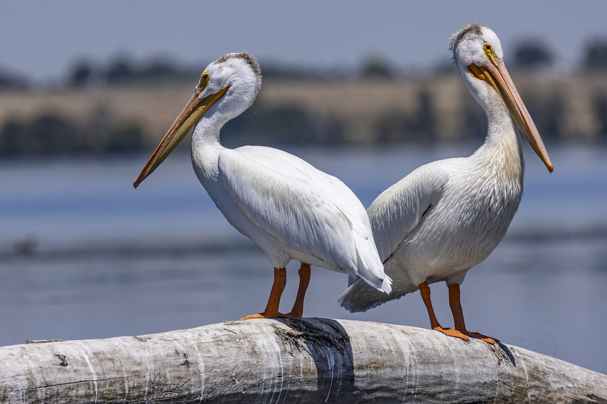American White Pelican - ML638301316