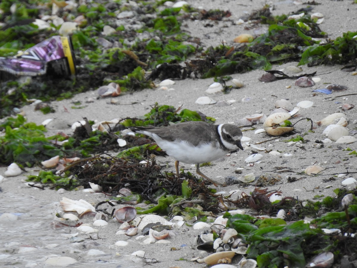 Common Ringed Plover - ML638301318