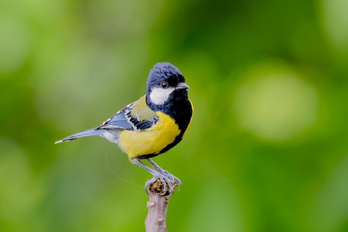 Green-backed Tit - ML638301320