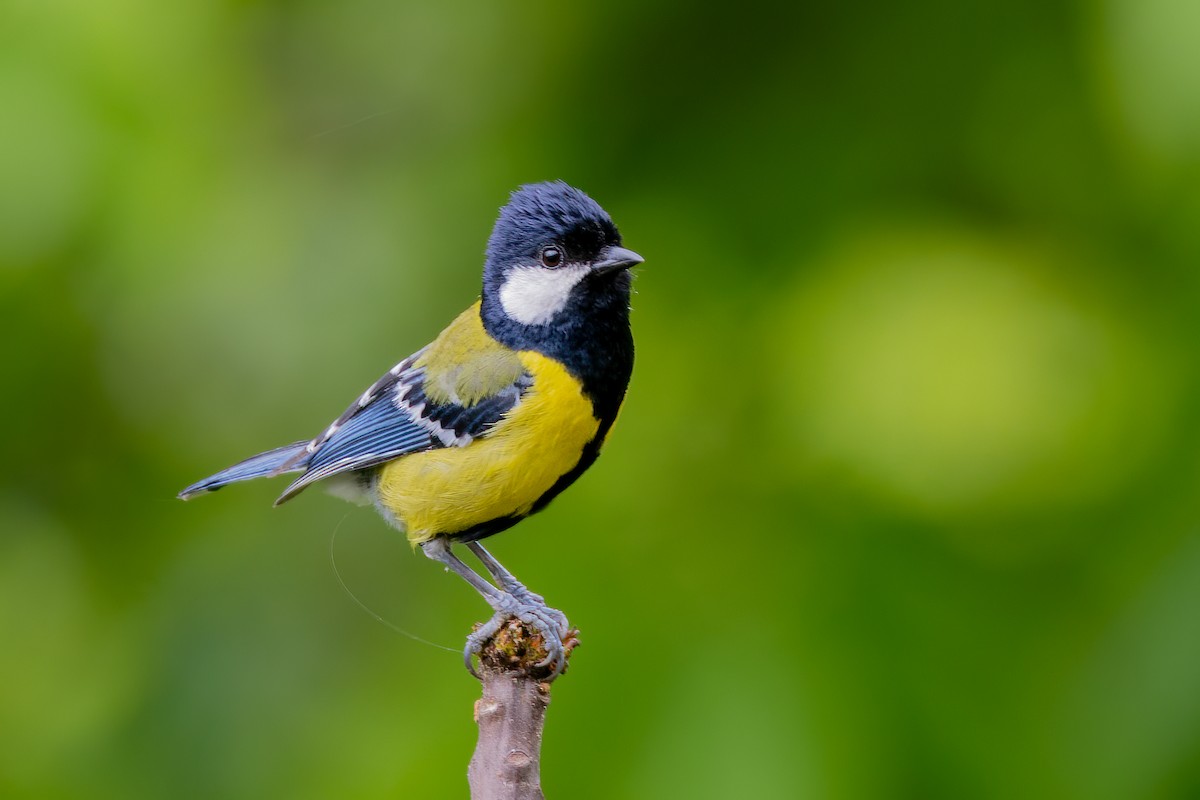 Green-backed Tit - ML638301321