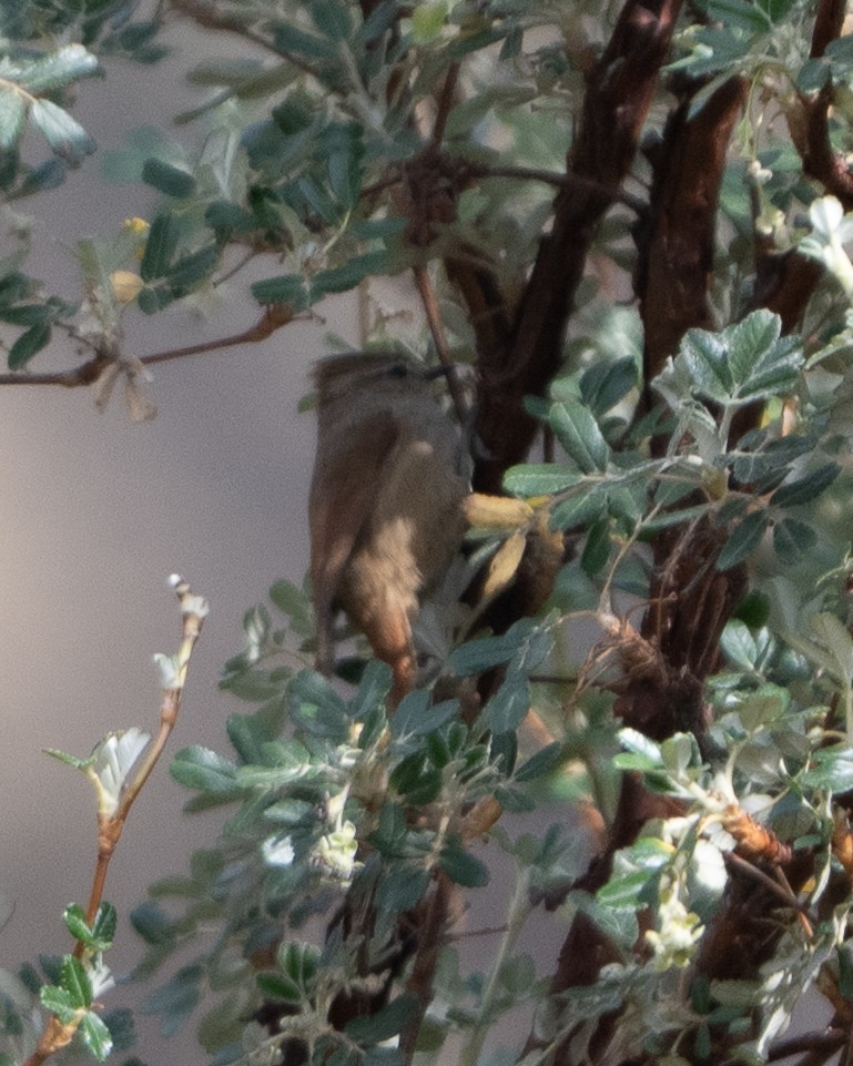 Brown-capped Tit-Spinetail - ML638301327