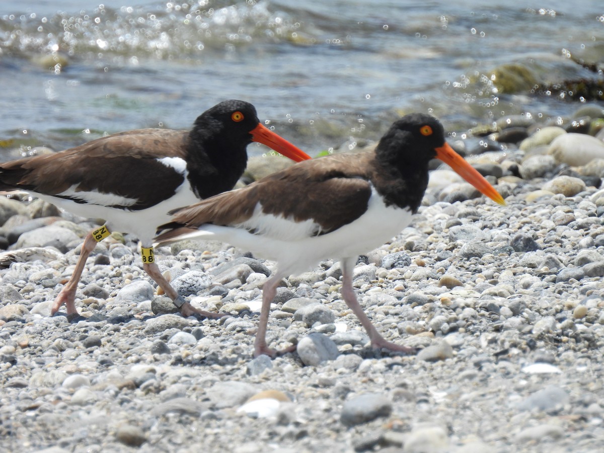 American Oystercatcher - ML638301329