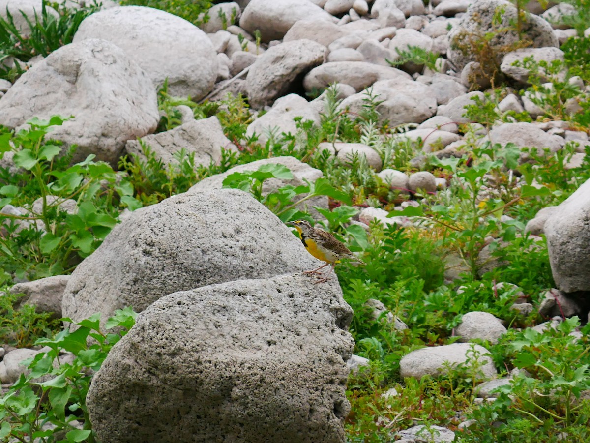 Western Meadowlark - ML638301330