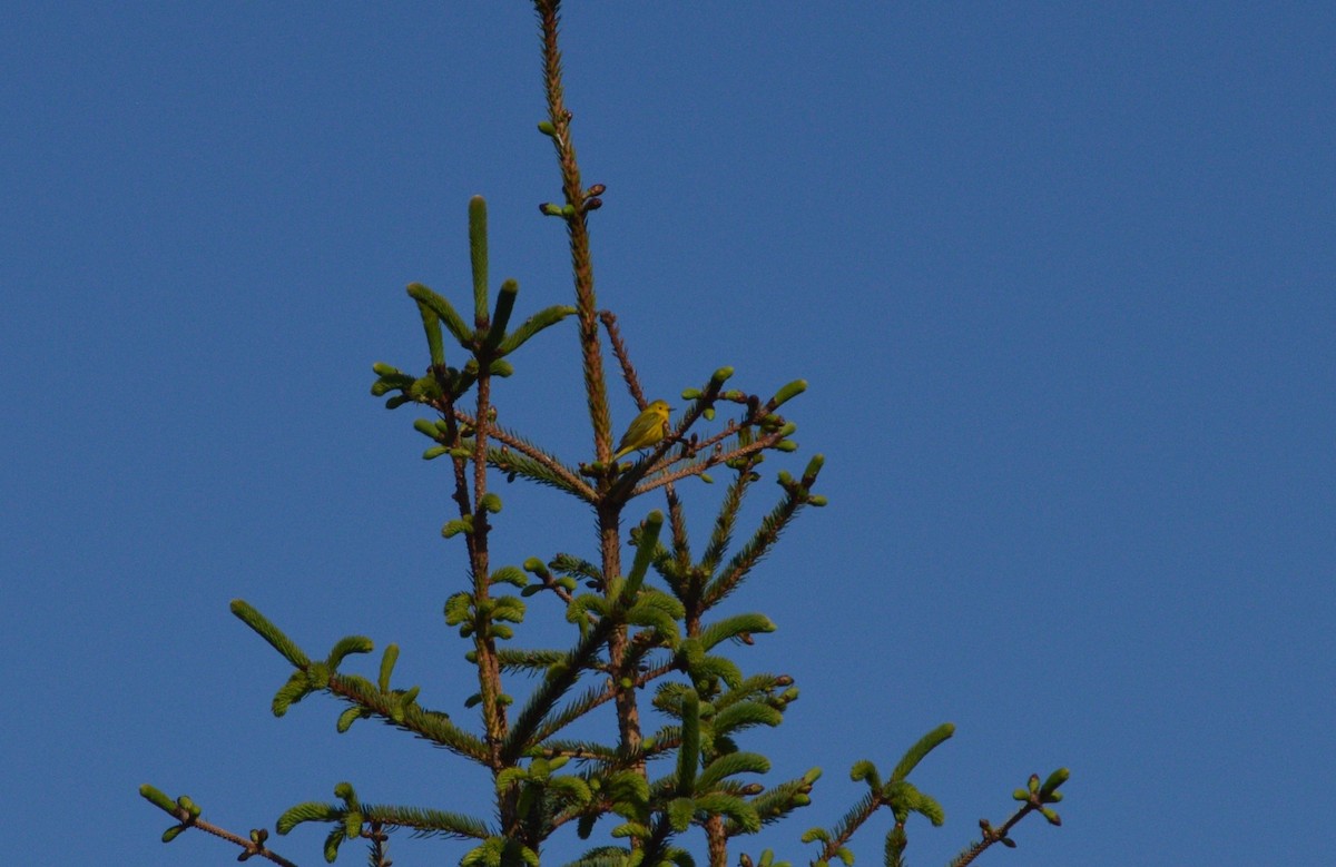 Yellow Warbler - ML638301334
