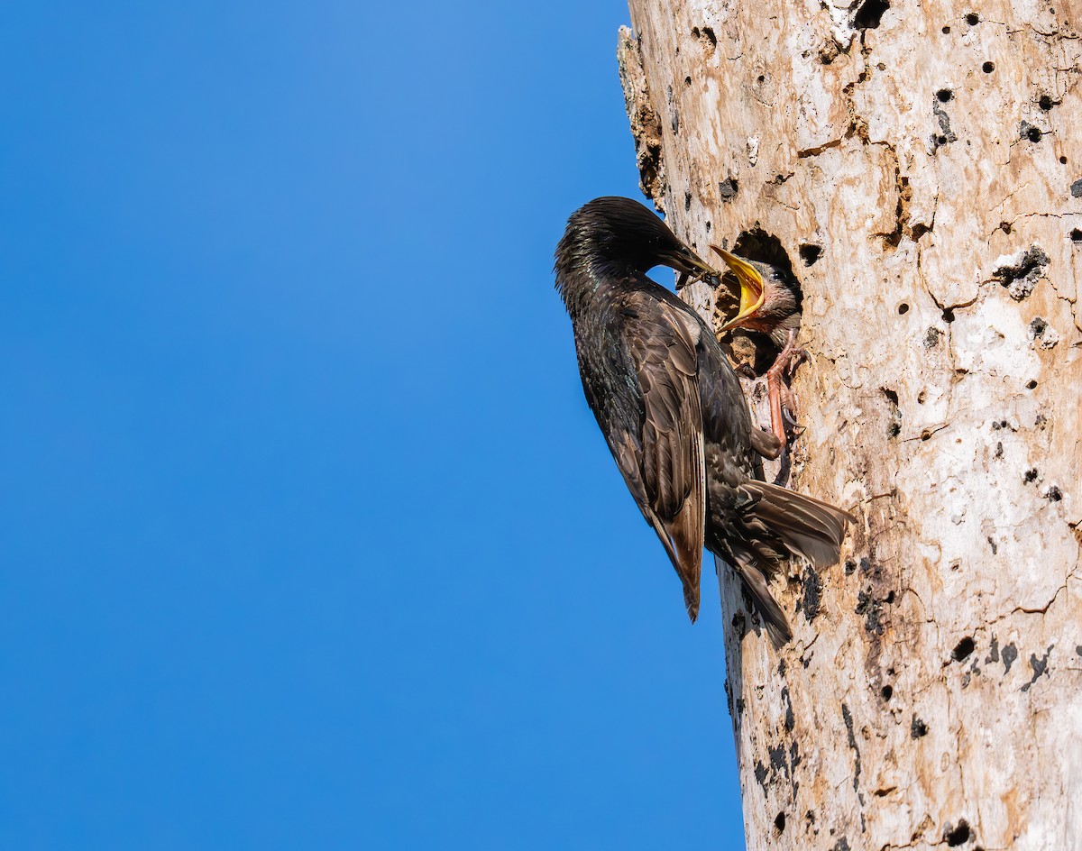 European Starling - ML638301336