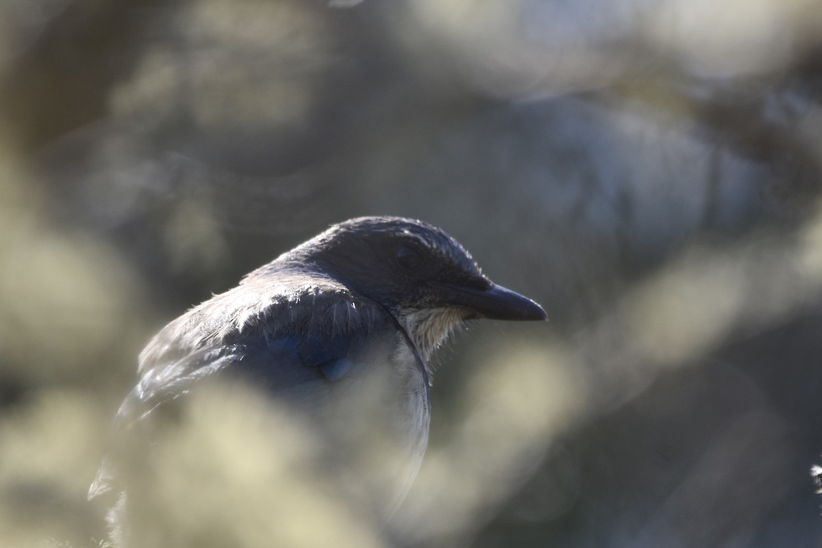 California Scrub-Jay - ML638301337