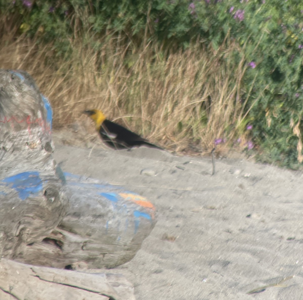 Yellow-headed Blackbird - ML638301338