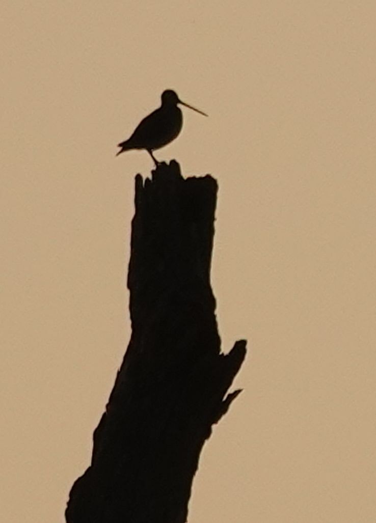 Wilson's Snipe - ML638301343