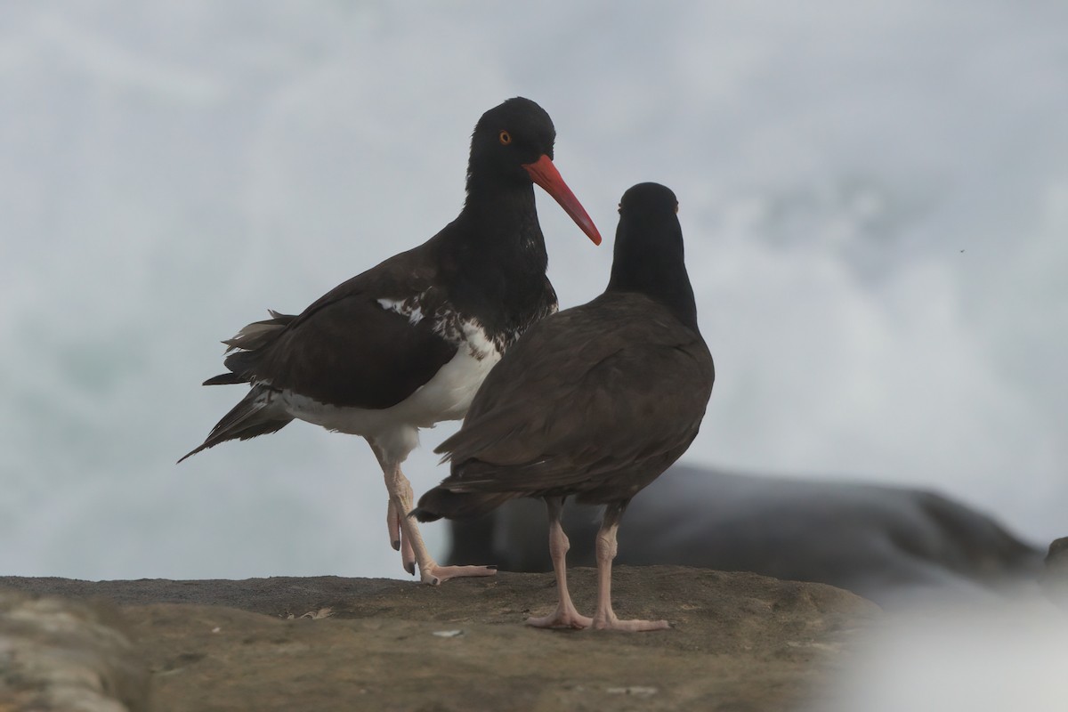 Black Oystercatcher - ML638301344